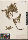 Foto von Salix glauca L. x Salix herbacea L. x Salix polaris Wahlenb.